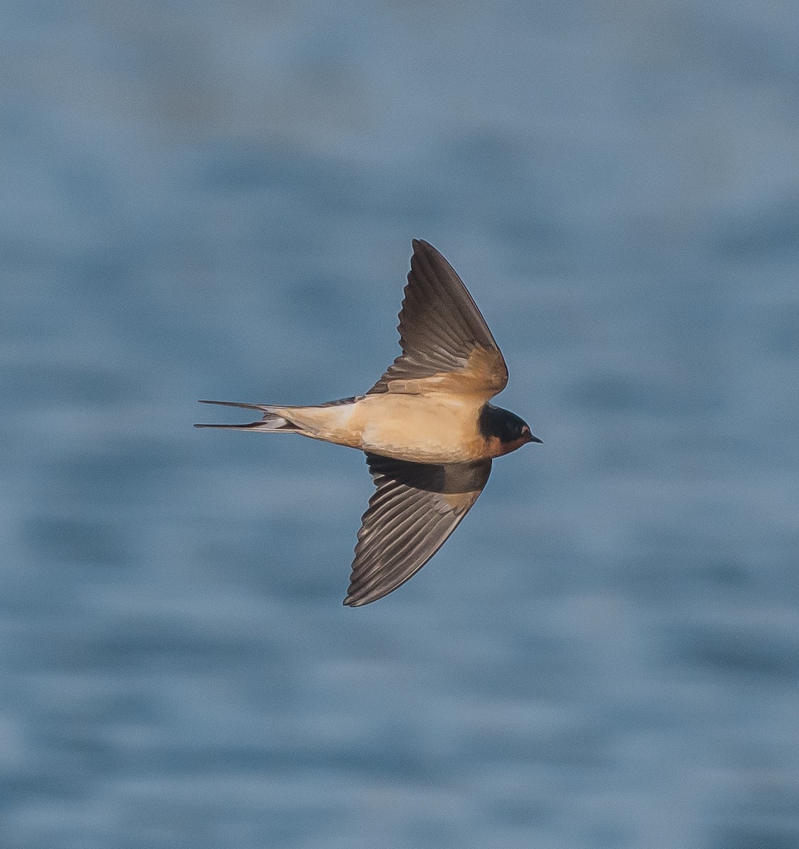 Barn Swallow - Anonymous