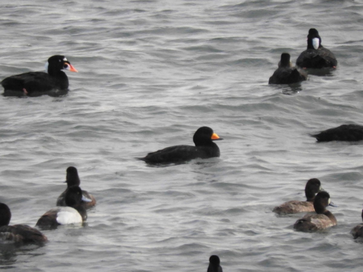 Black Scoter - ML217676701