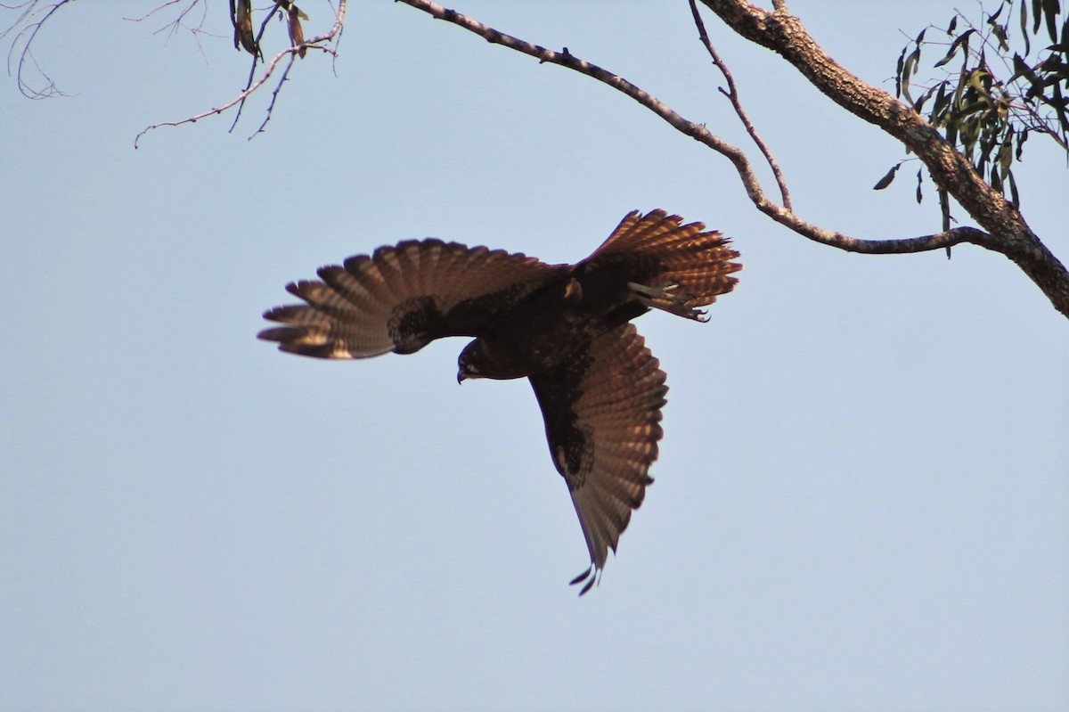Brown Falcon - ML217677211