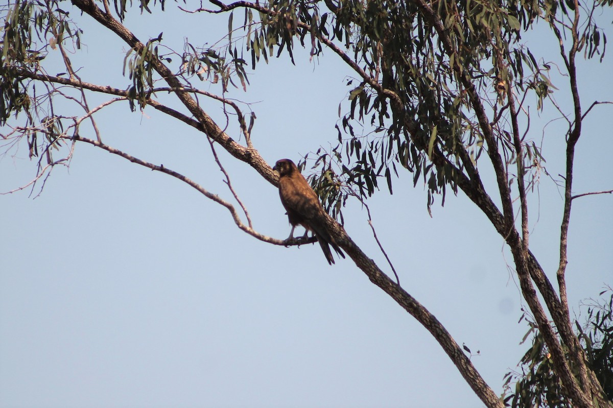 Brown Falcon - ML217677221
