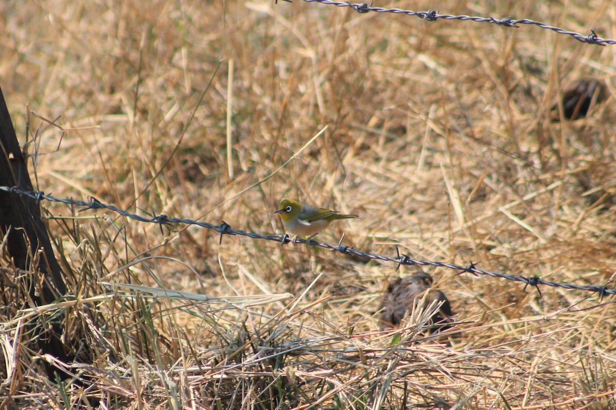 Silvereye - ML217677231