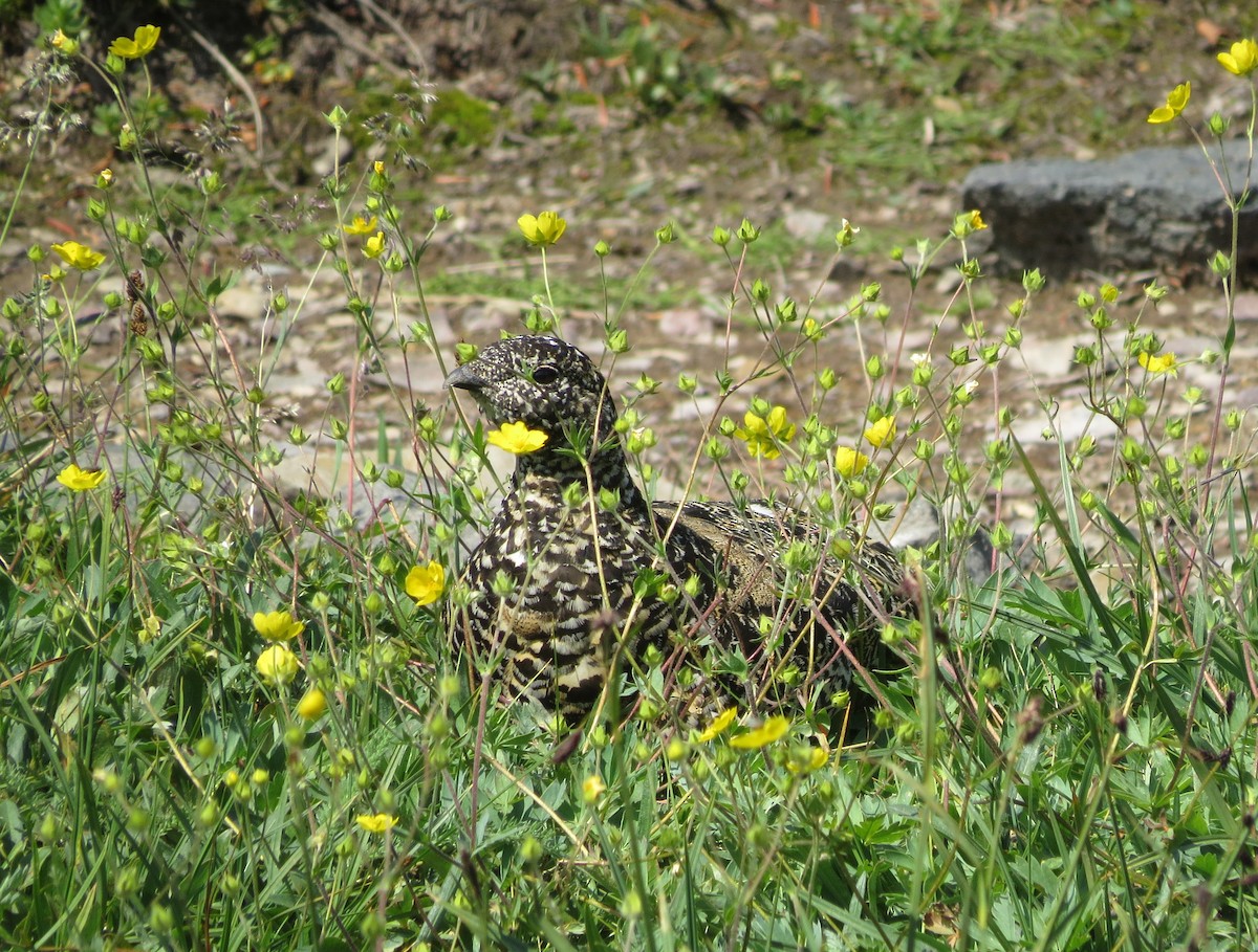 Weißschwanz-Schneehuhn - ML217677601