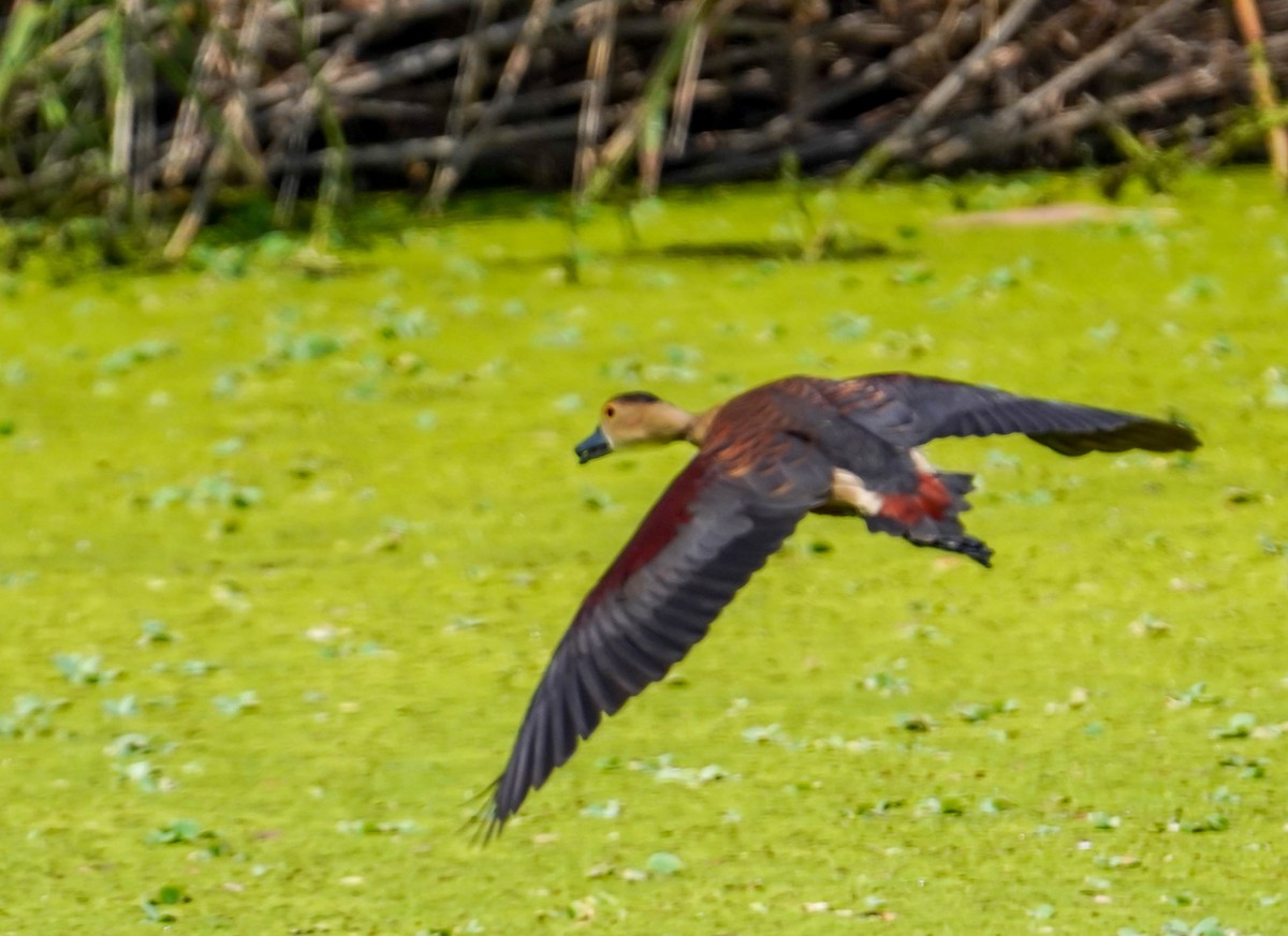 Lesser Whistling-Duck - LA Phanphon