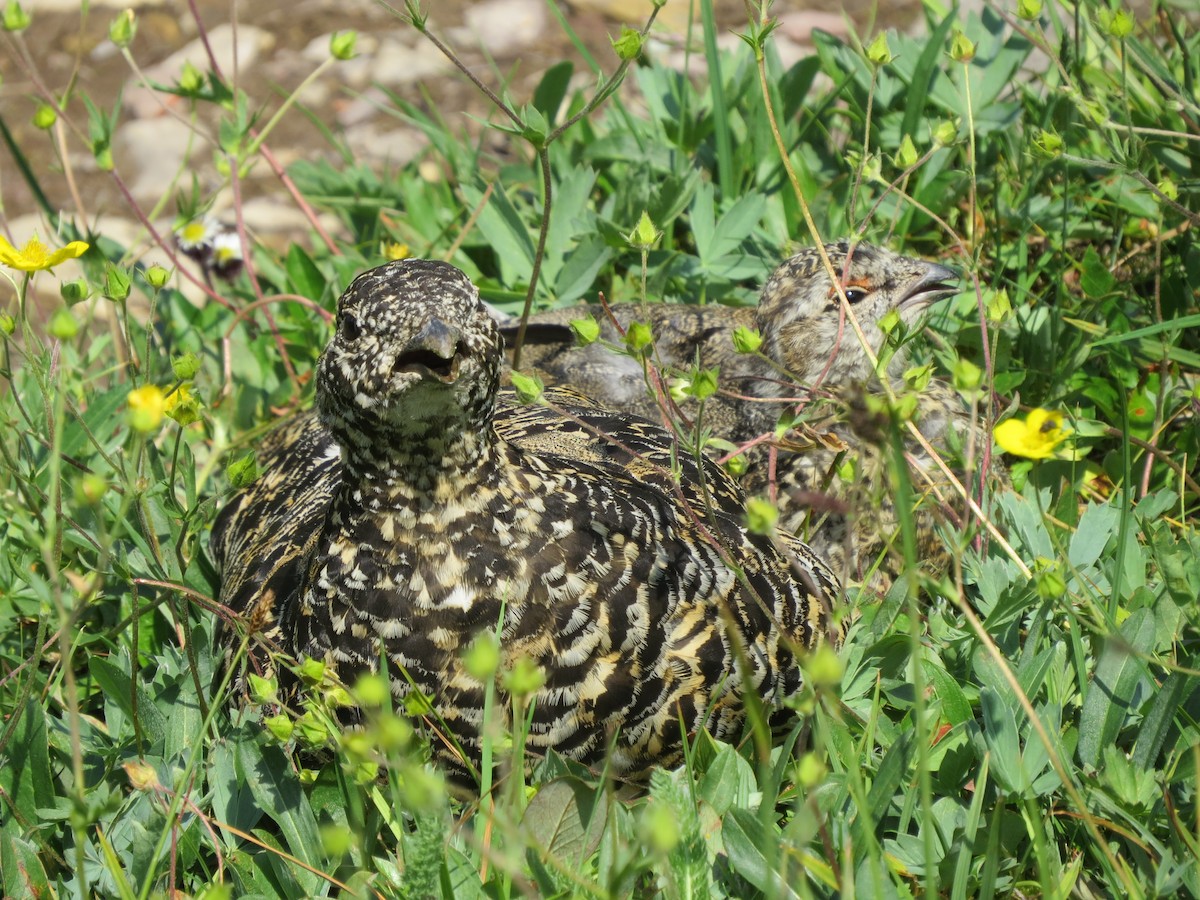 White-tailed Ptarmigan - Jason Fidorra