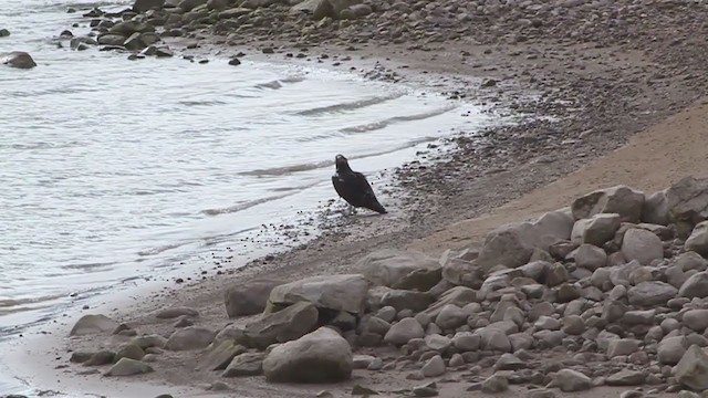 Balbuzard pêcheur (carolinensis) - ML217678821