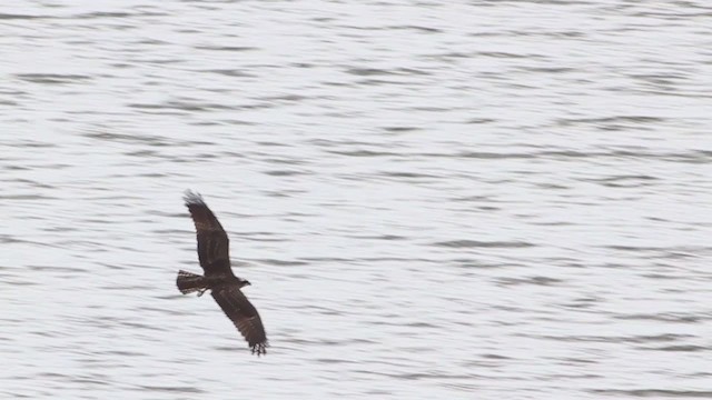 Águila Pescadora (carolinensis) - ML217678871