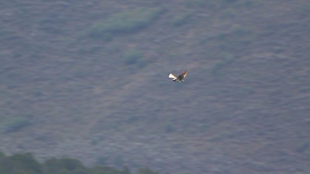 Águila Pescadora (carolinensis) - ML217678881