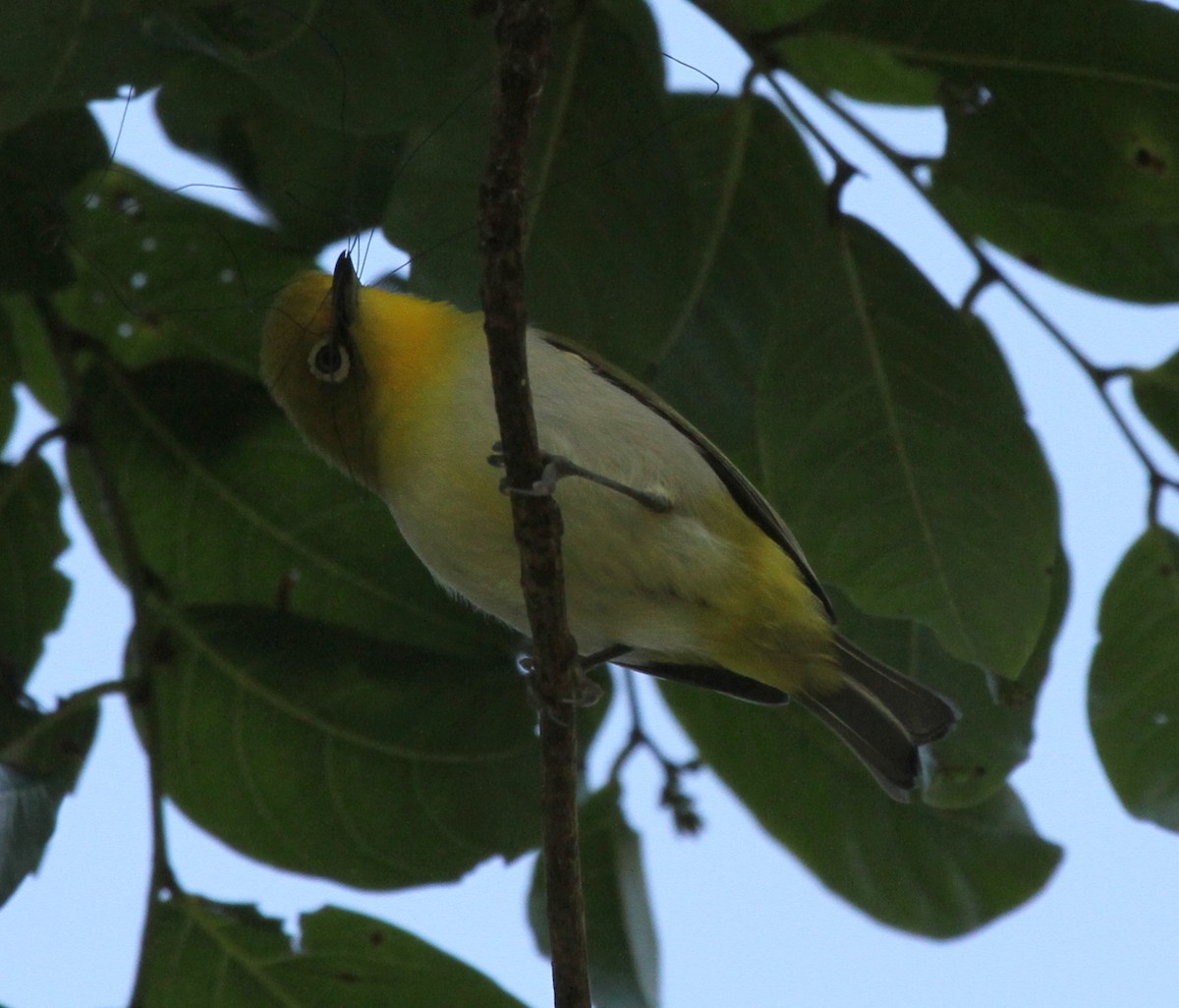 Warbling White-eye - Colin Trainor