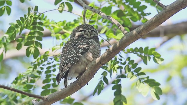 Spotted Owlet - ML217680801