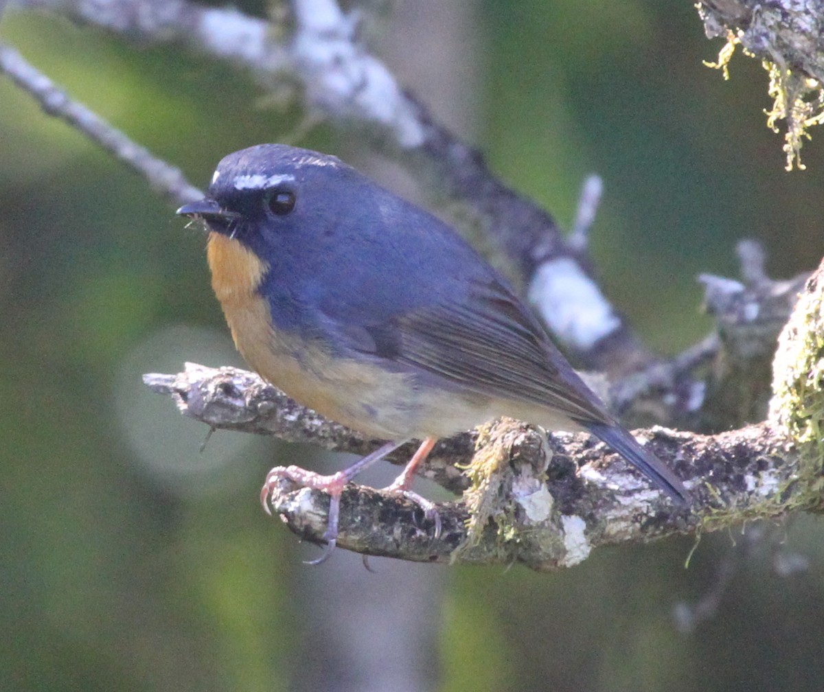 Snowy-browed Flycatcher - Colin Trainor