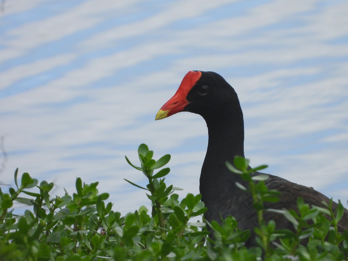 Common Gallinule (Hawaiian) - ML217681291