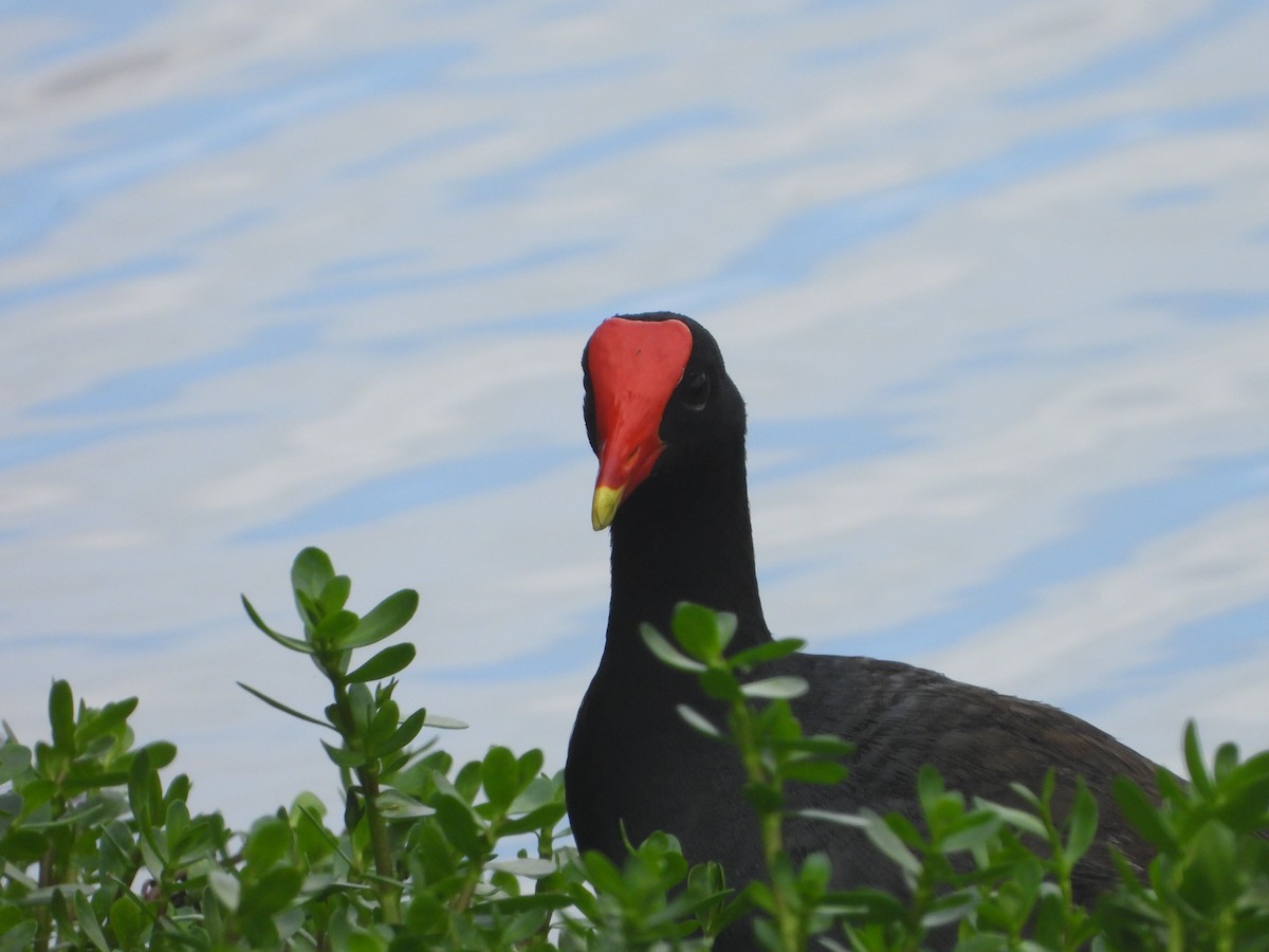 Common Gallinule (Hawaiian) - ML217681461