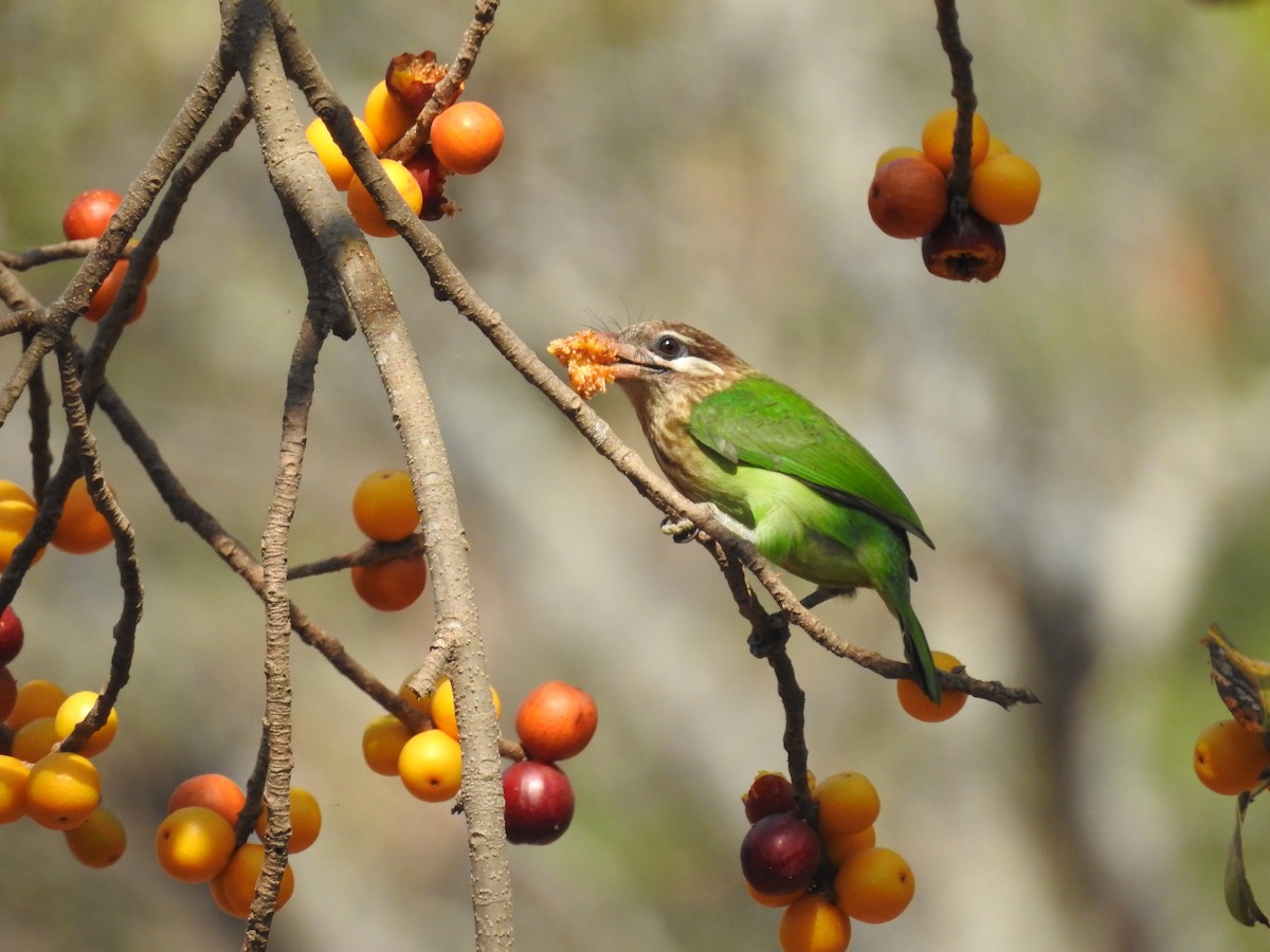 White-cheeked Barbet - ML217681751