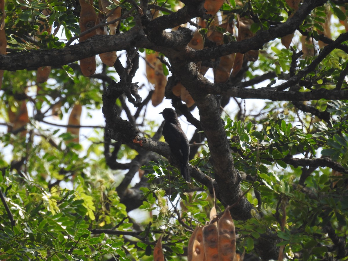 Gray-bellied Cuckoo - Ashwin Viswanathan