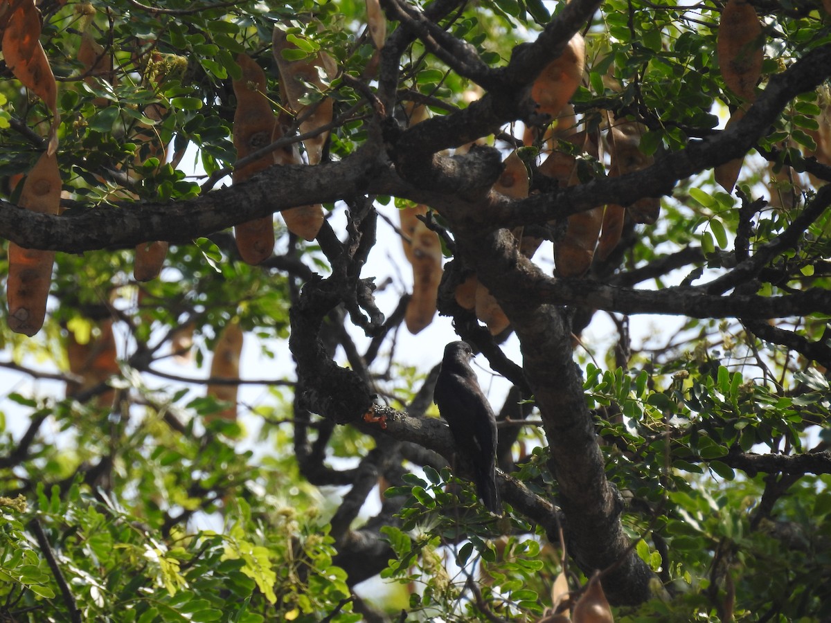 Gray-bellied Cuckoo - Ashwin Viswanathan