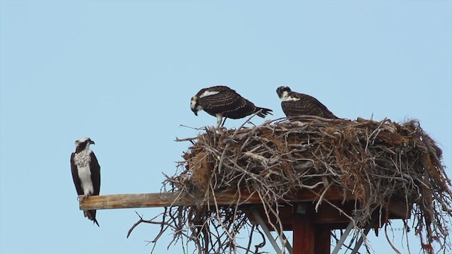 Águila Pescadora (carolinensis) - ML217683471