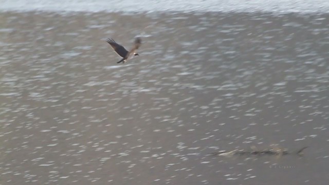 Águila Pescadora (carolinensis) - ML217683531