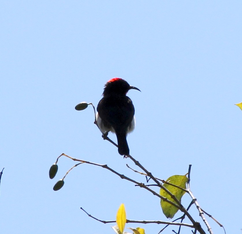 Black-breasted Myzomela - ML217683601