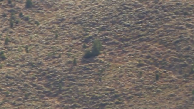 Águila Pescadora (carolinensis) - ML217683621