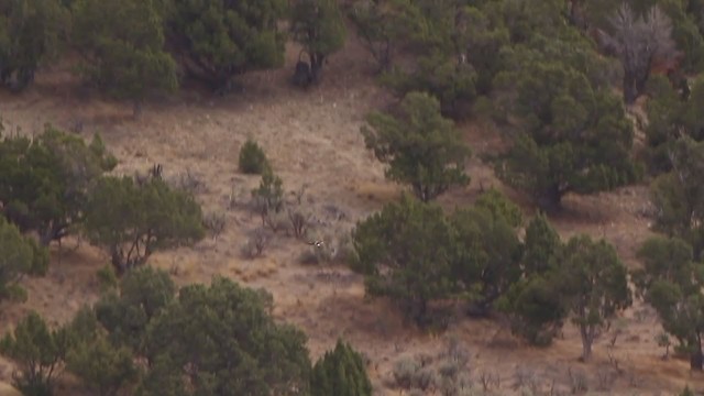 Osprey (carolinensis) - ML217683681