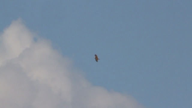 Osprey (carolinensis) - ML217683761