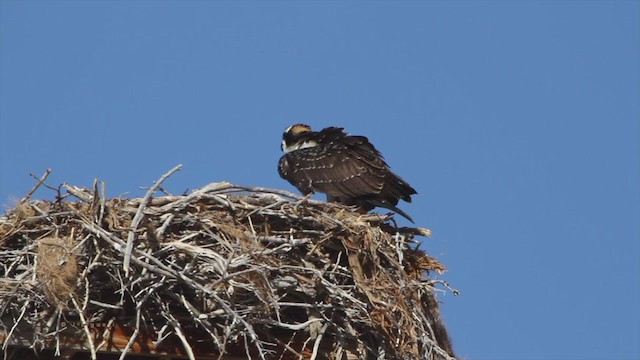 Osprey (carolinensis) - ML217684441