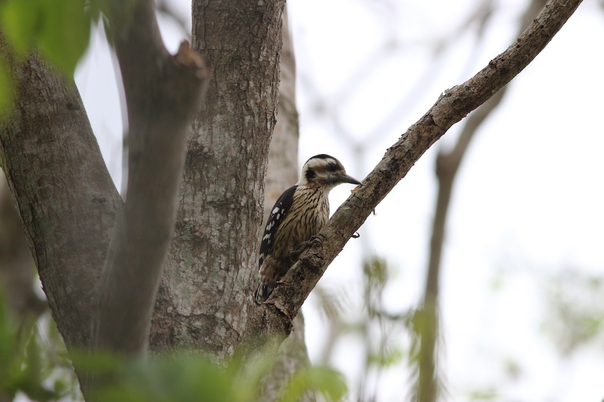 Gray-capped Pygmy Woodpecker - ML217684551