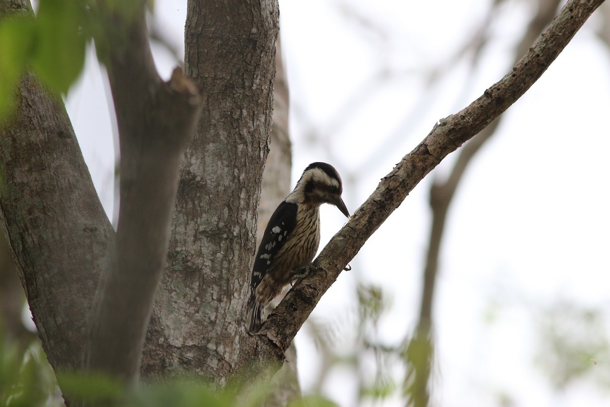 Gray-capped Pygmy Woodpecker - ML217684561