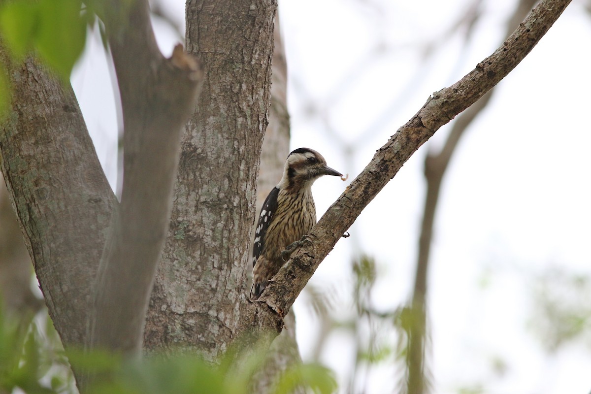 Gray-capped Pygmy Woodpecker - ML217684571