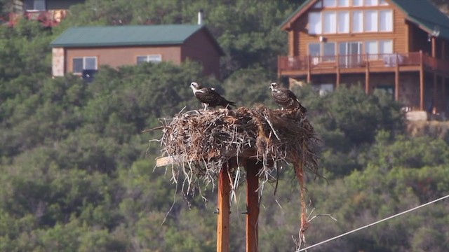 Osprey (carolinensis) - ML217684601