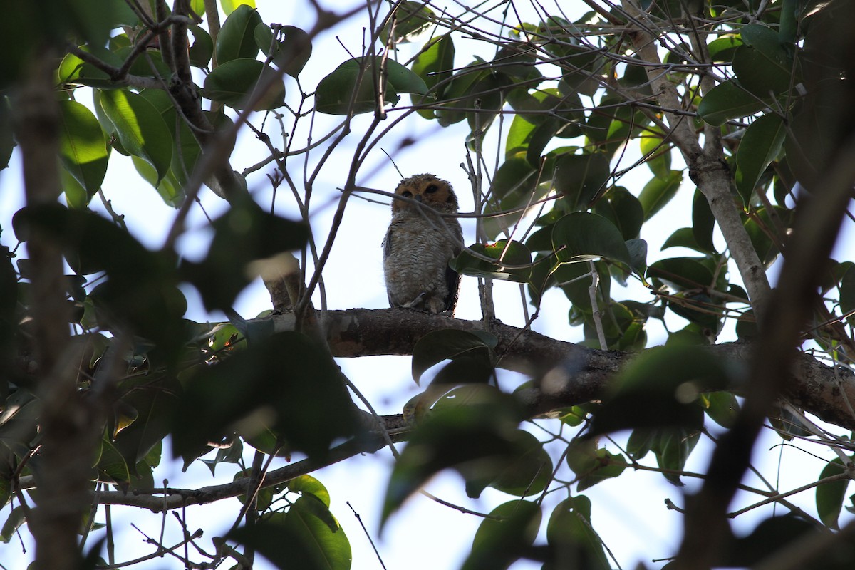 Spotted Wood-Owl - Bank Sophonrat