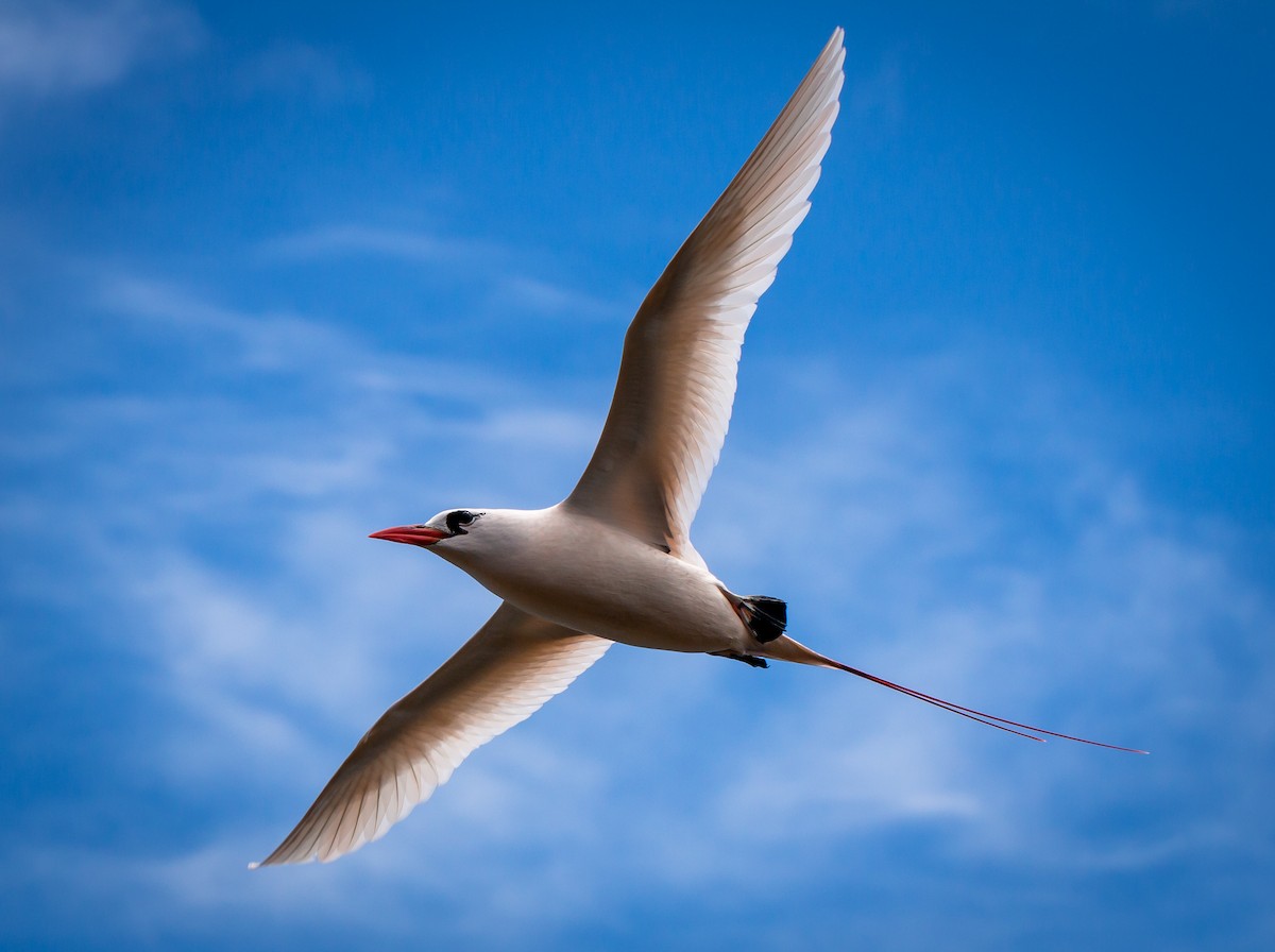 Red-tailed Tropicbird - Lainie Berry