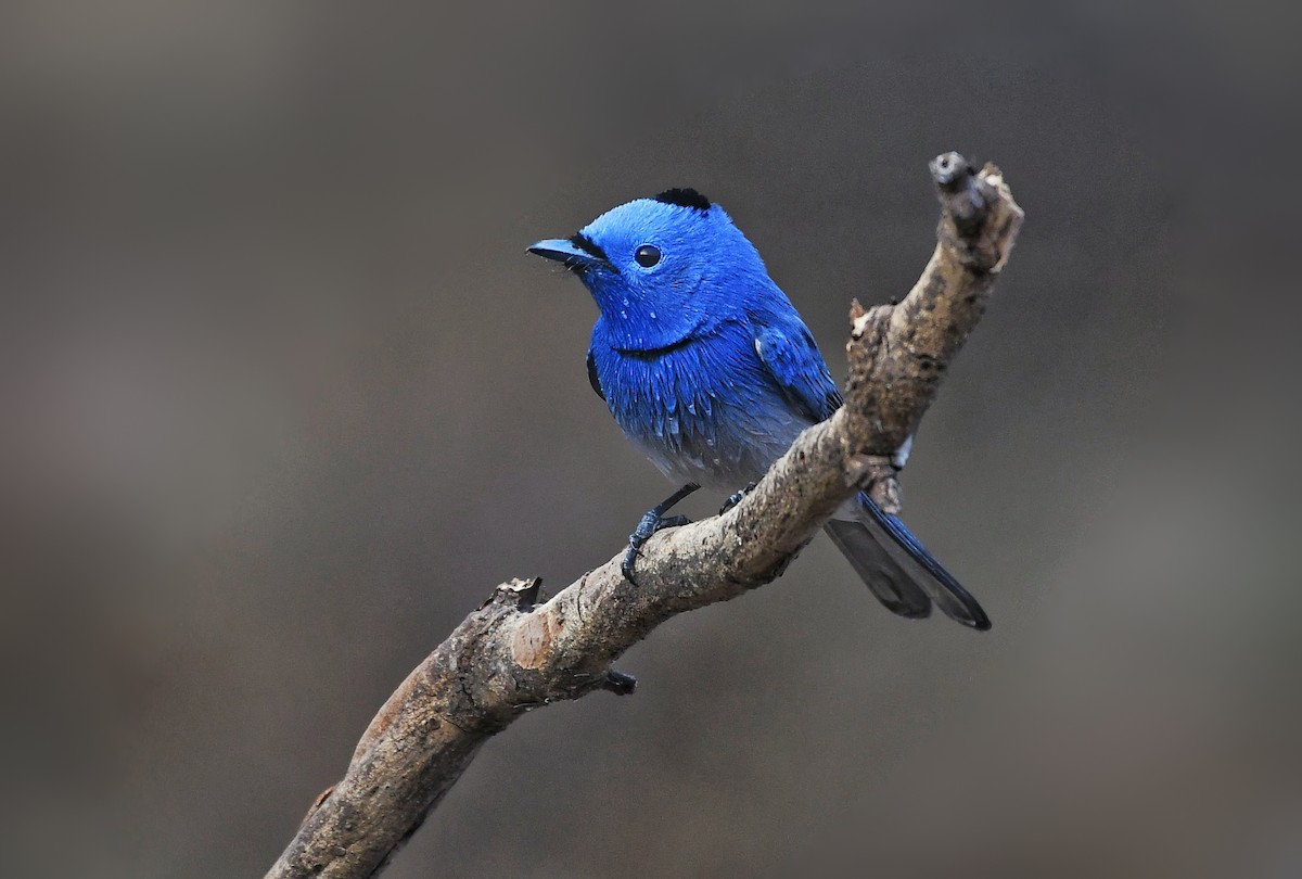 Black-naped Monarch - ML217687621