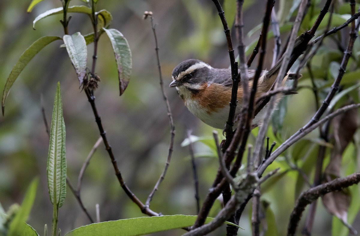 Plain-tailed Warbling Finch - Lars Petersson | My World of Bird Photography