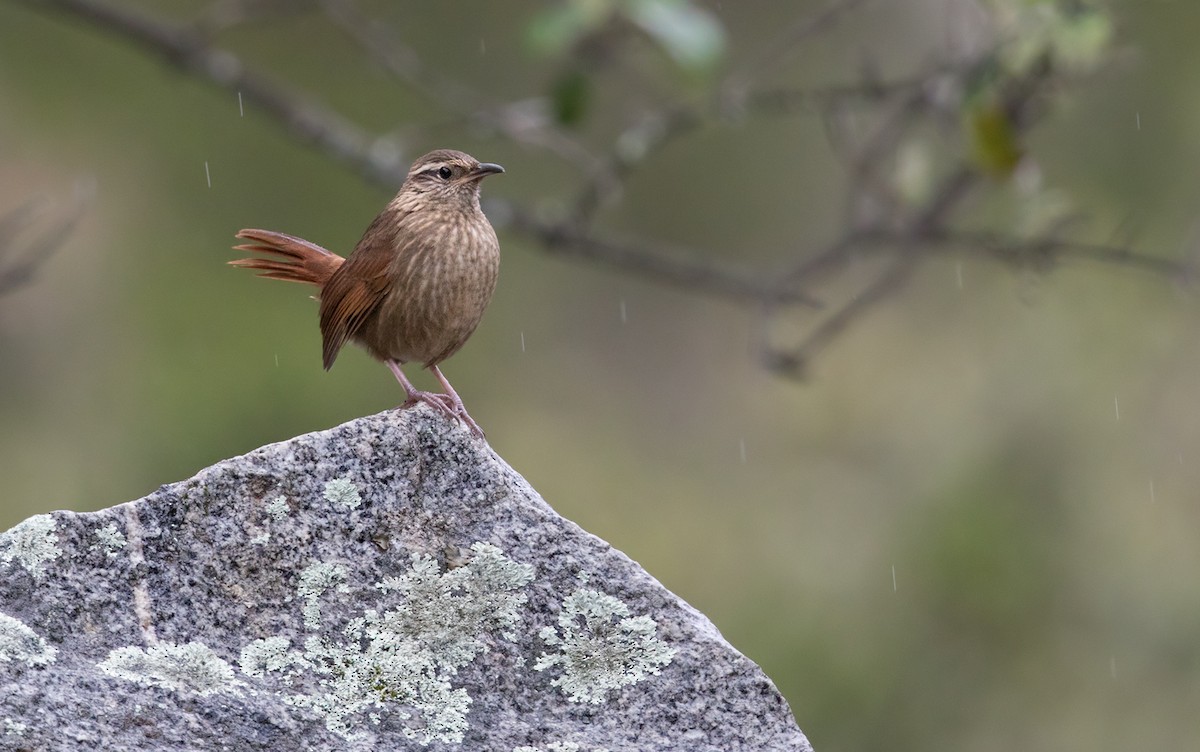 Striated Earthcreeper - ML217691041