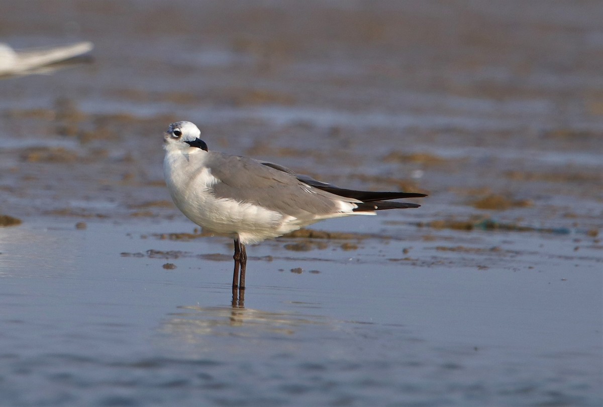 Laughing Gull - ML217691671