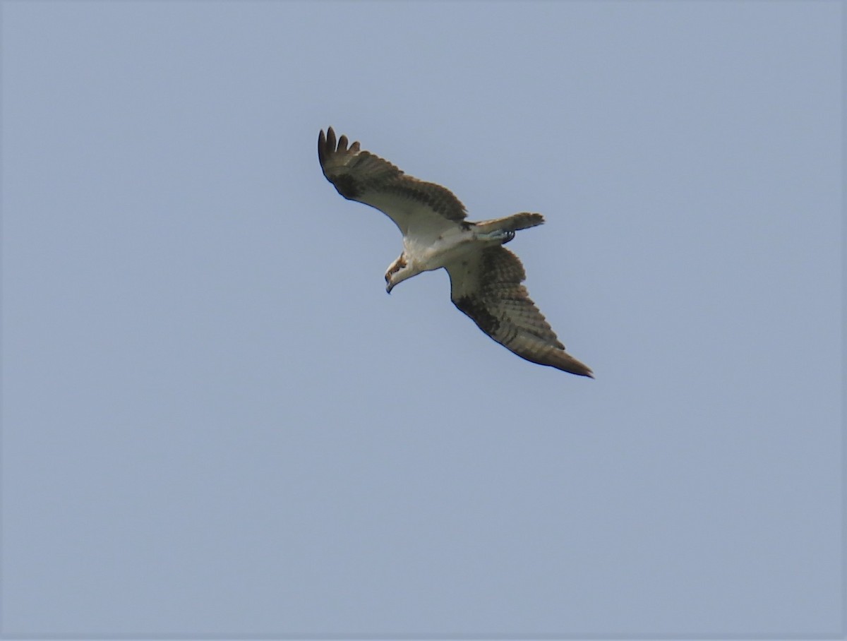 Balbuzard pêcheur - ML217691691