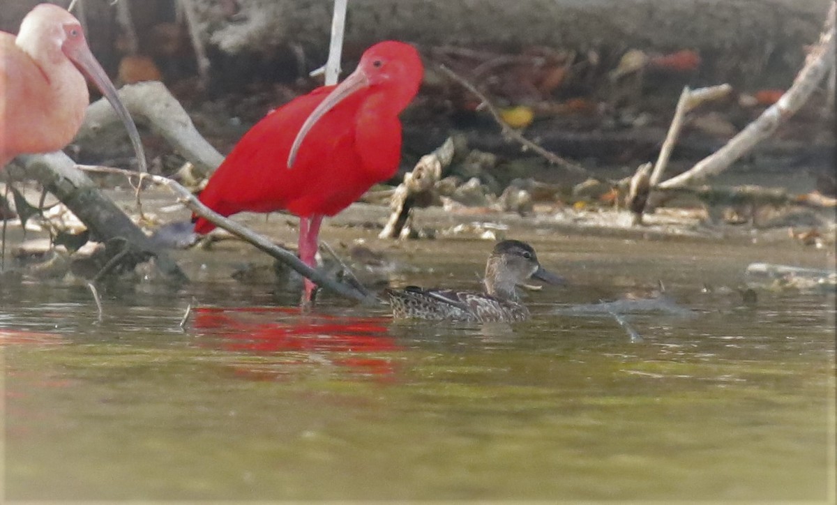 Blue-winged Teal - ML217691751