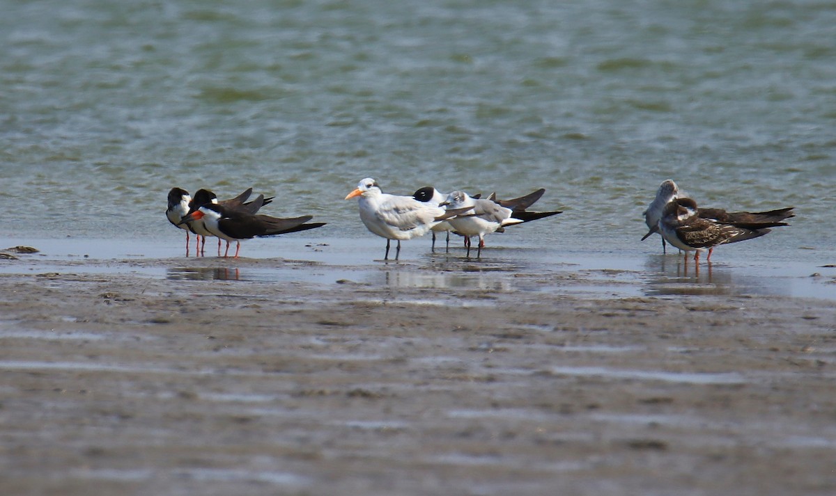 Black Skimmer - ML217692071