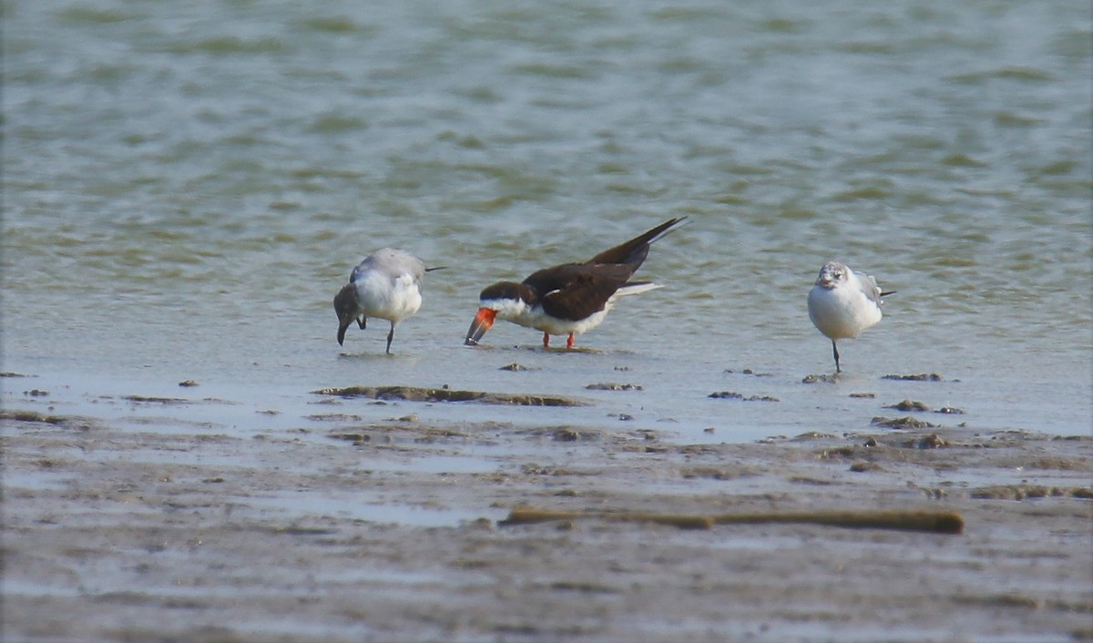 Black Skimmer - ML217692161