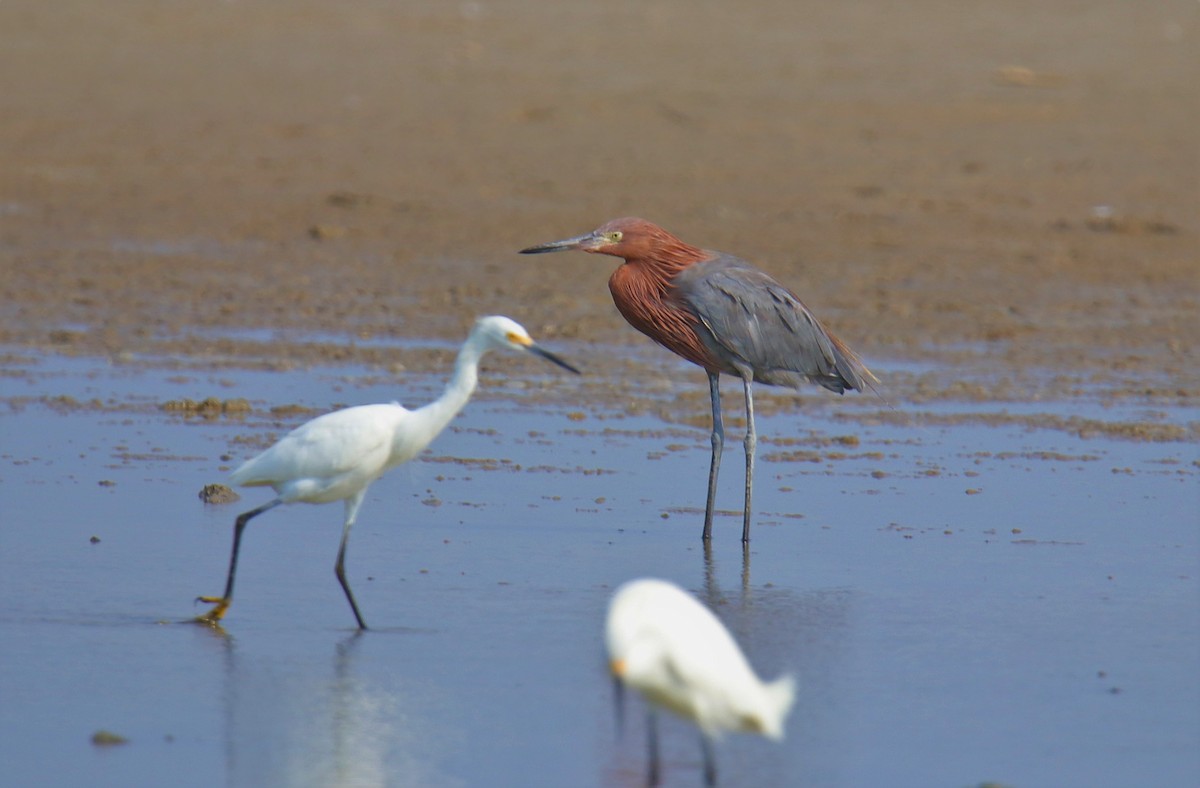 Reddish Egret - ML217692521