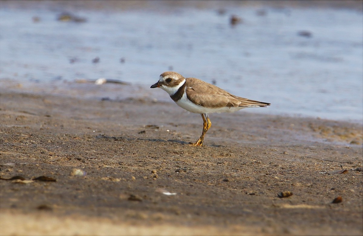 Semipalmated Plover - ML217692561