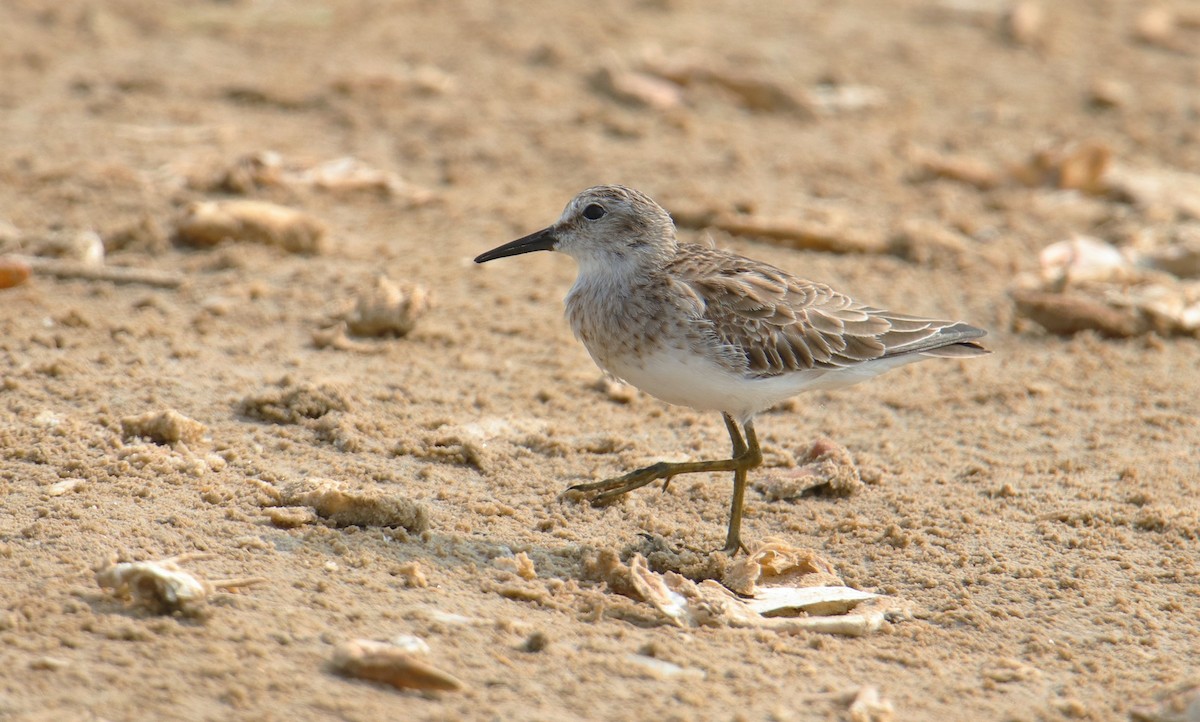 Least Sandpiper - ML217692661