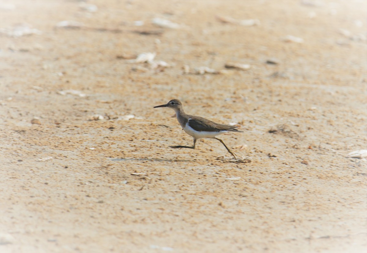 Spotted Sandpiper - ML217692801