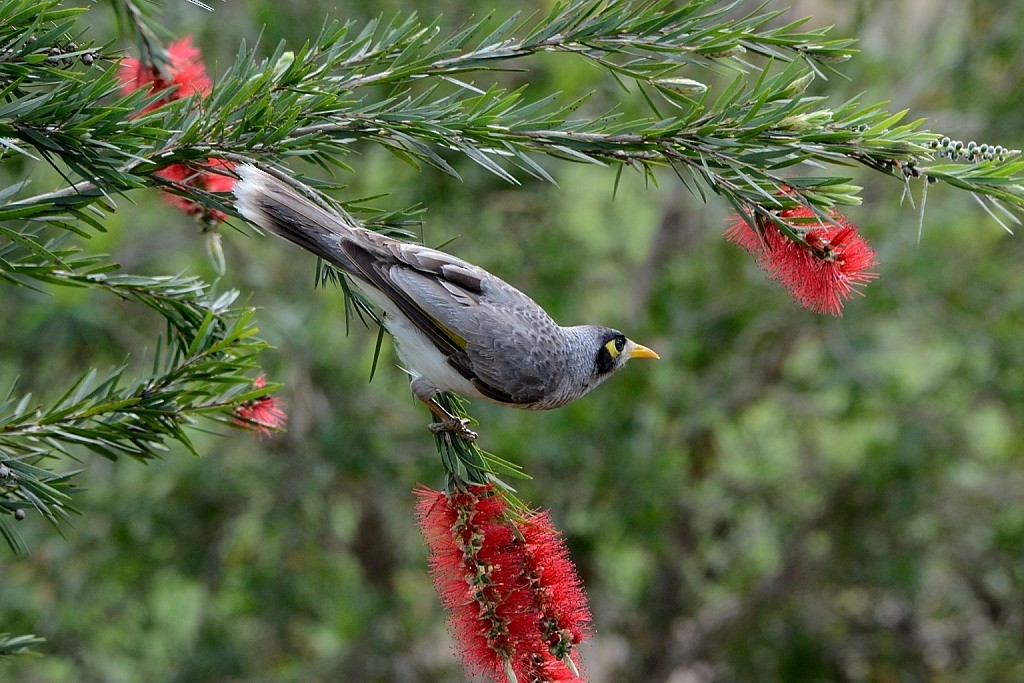 Noisy Miner - ML217693251