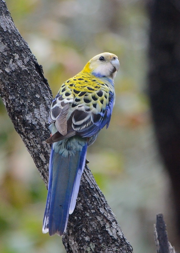 Pale-headed Rosella - ML217693291