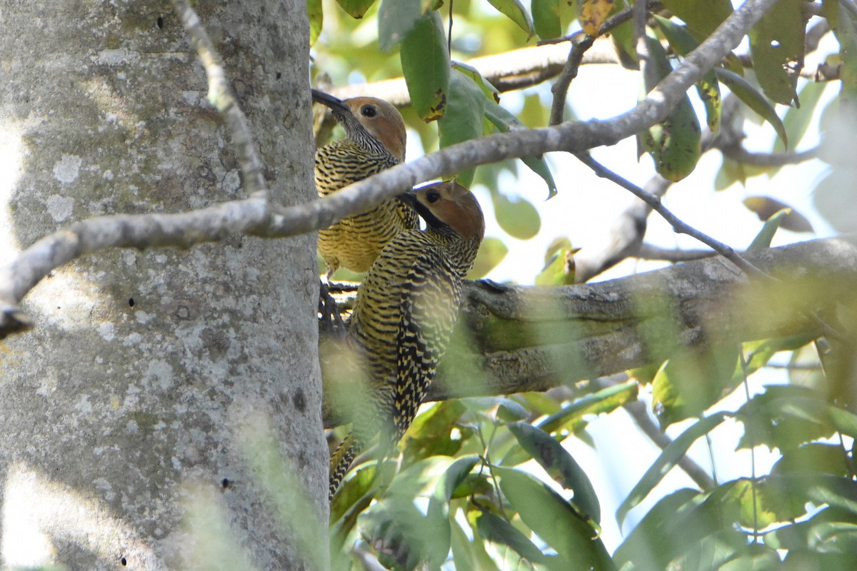 Fernandina's Flicker - Andrew Dobson