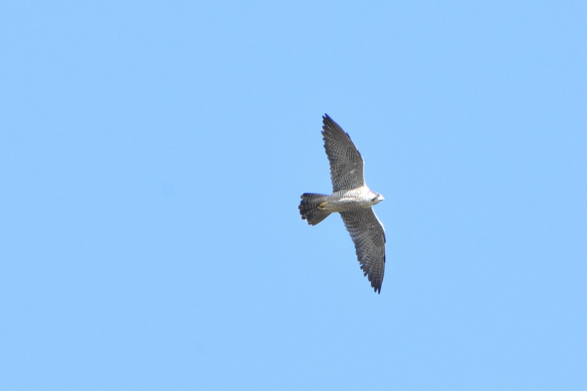 Peregrine Falcon - ML217693481