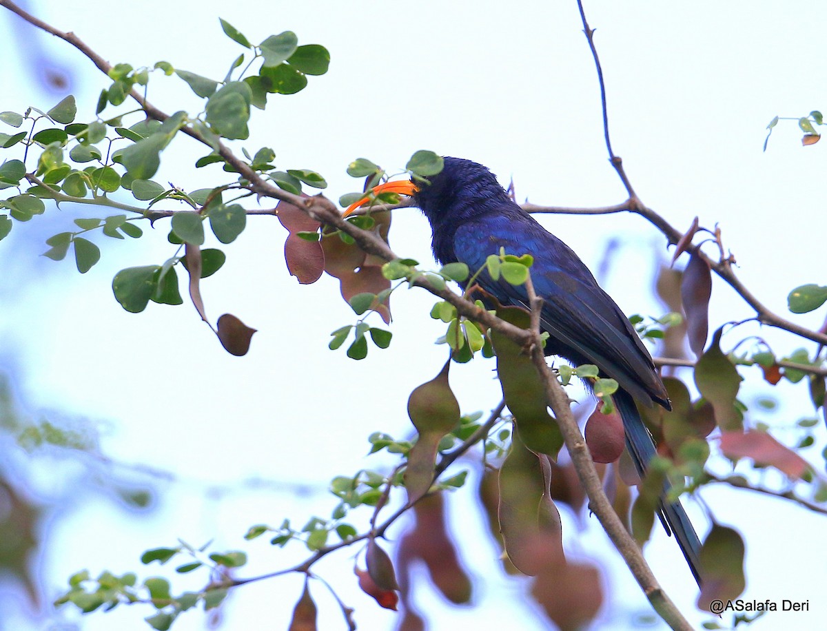 Abyssinian Scimitarbill - ML217693521