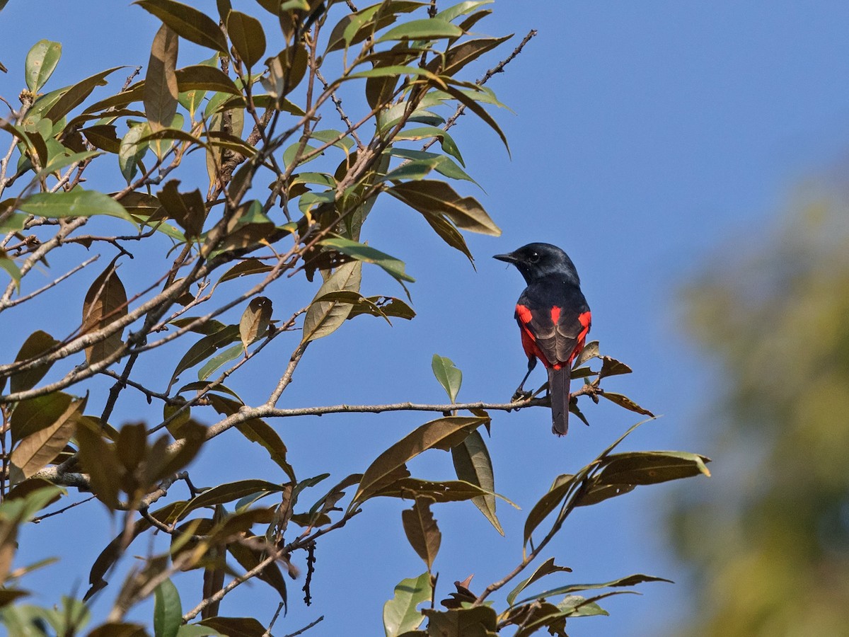 Short-billed Minivet - ML217693601